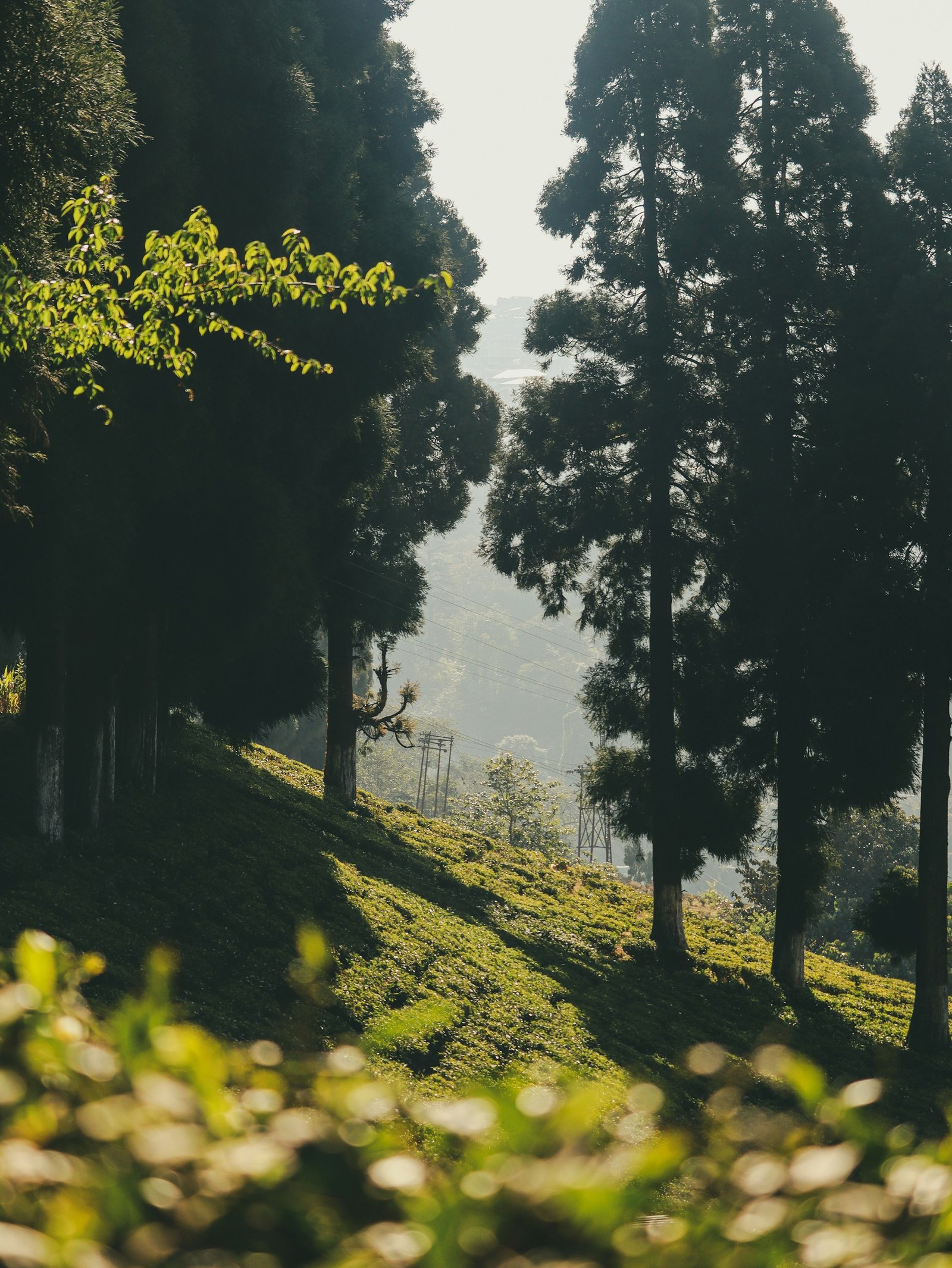 rohit sharma uwu4qdmj7mm unsplash